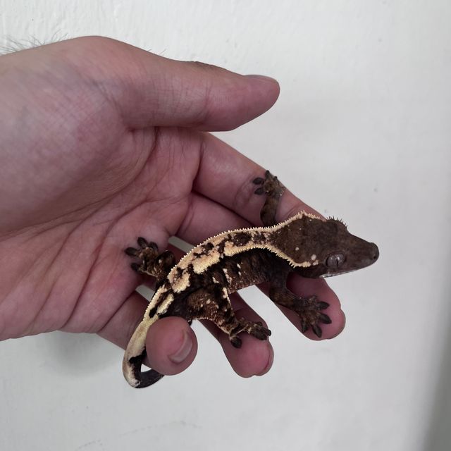 세이블 다크