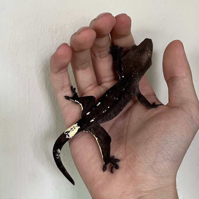 Axanthic