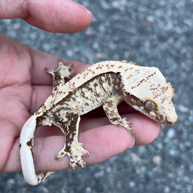 100% Het Axanthic White Spot