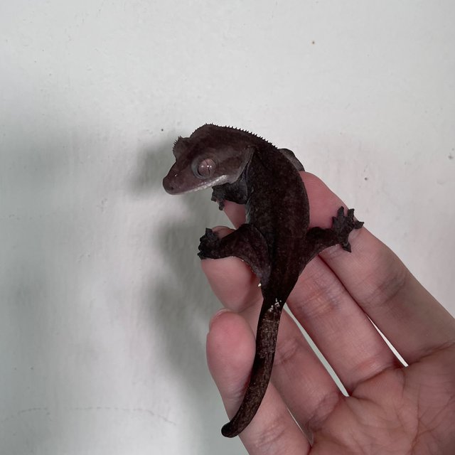 Axanthic