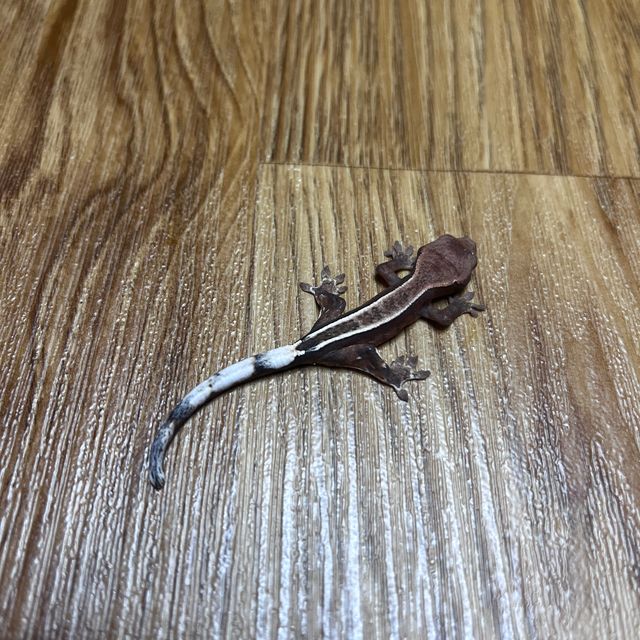 카푸치노