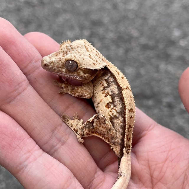White Spot Drippy 100% Het Axanthic White
