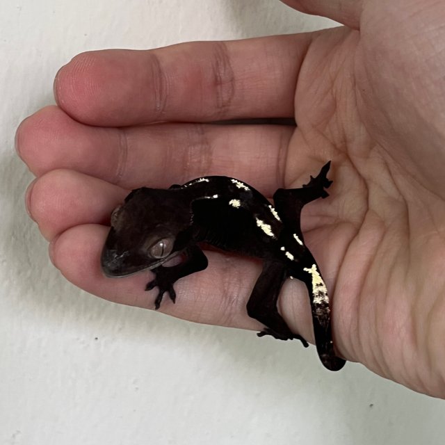 Axanthic Sable