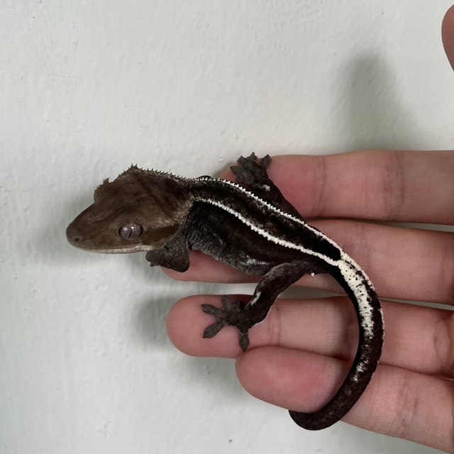 Super Stripe Full Pinstripe Quad Axanthic