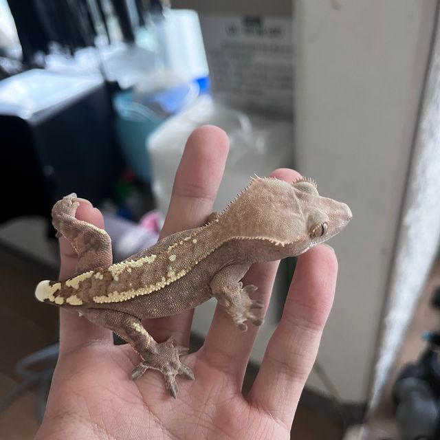 카푸치노 크림 트라이