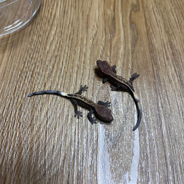 카푸치노 쿼드 다크
