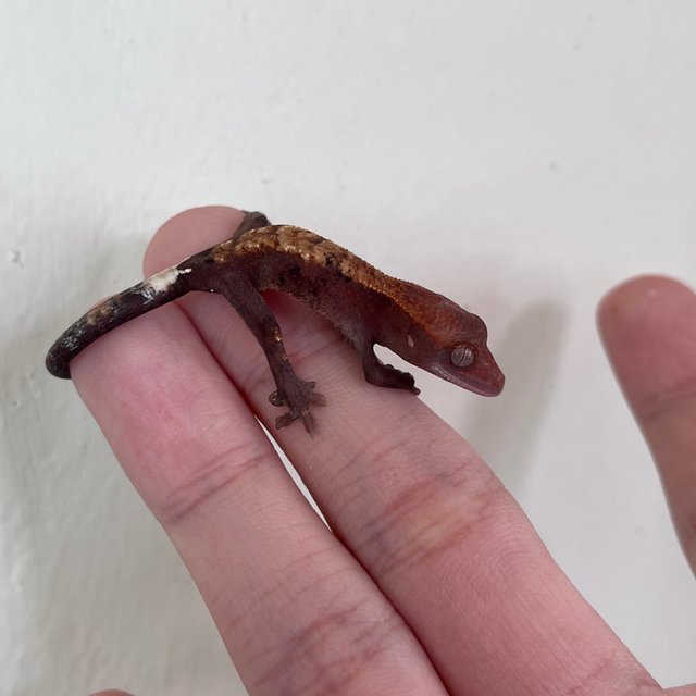 Hypo Cappuccino