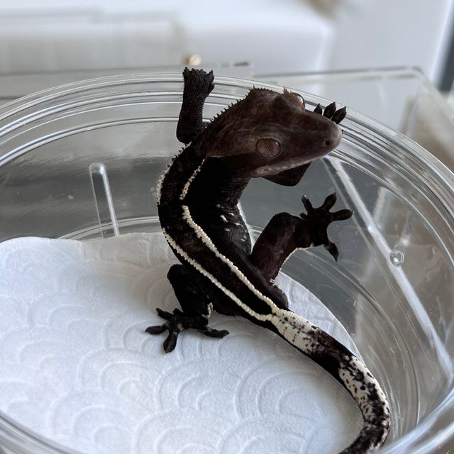 Pinstripe Axanthic