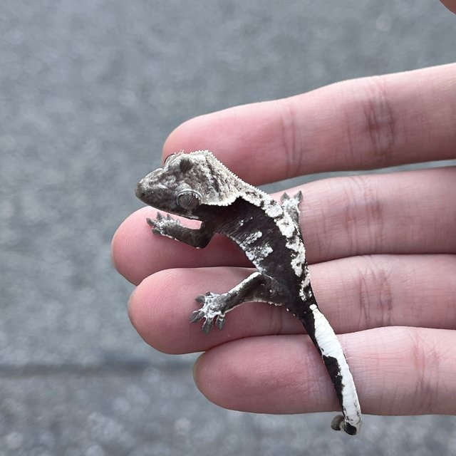 White Spot Axanthic