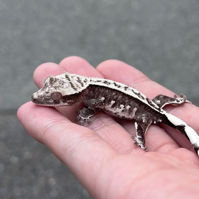 White Spot Axanthic