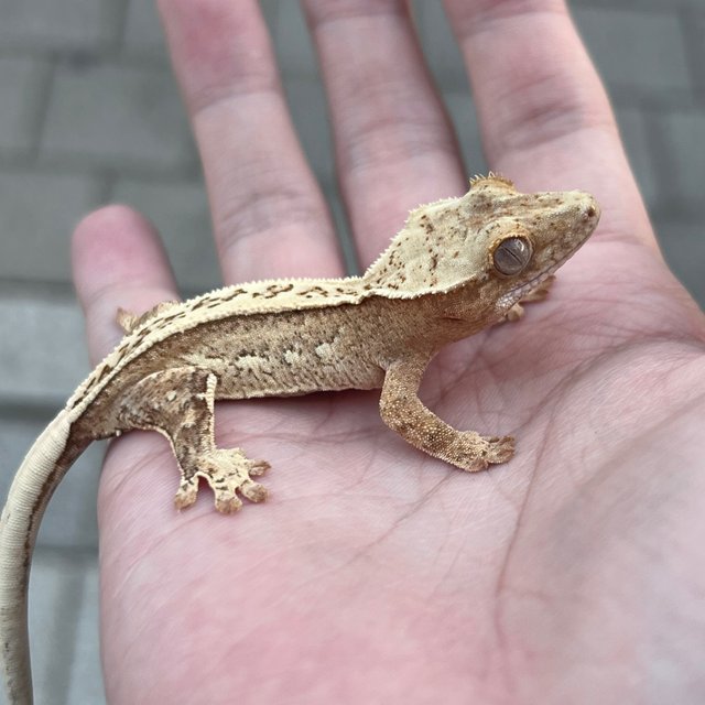 100% Het Axanthic Super Stripe