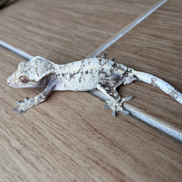 White Spot Drippy Sable