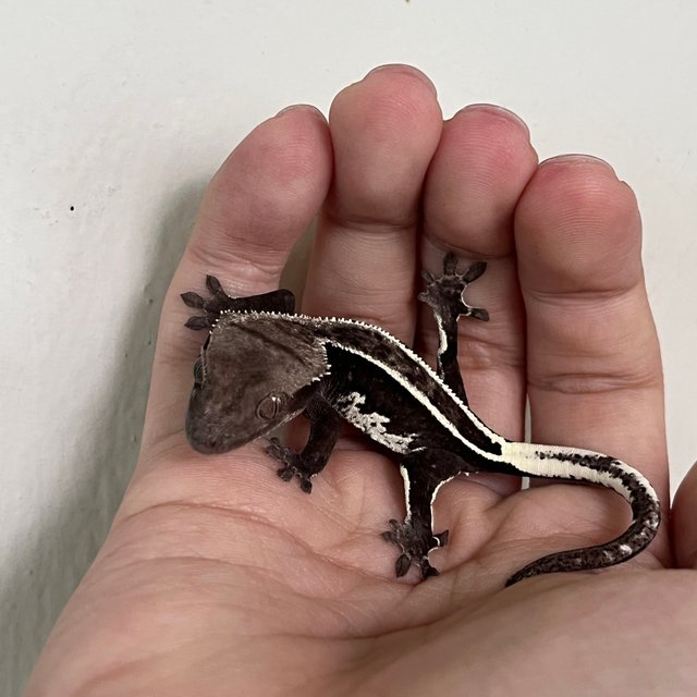 Axanthic White Spot Super Stripe