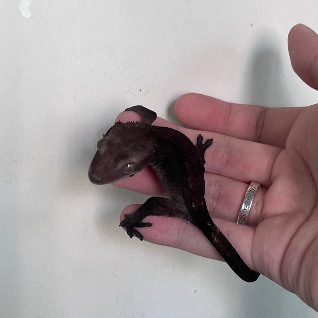Axanthic Dark