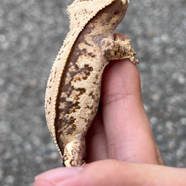 Drippy 100% Het Axanthic White Spot
