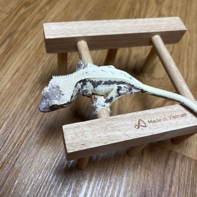 릴리 세이블
