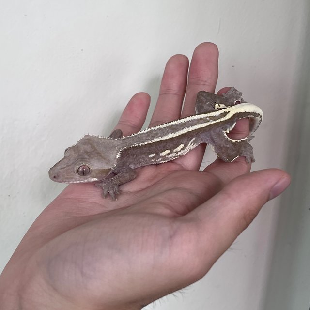 Axanthic Full Pinstripe