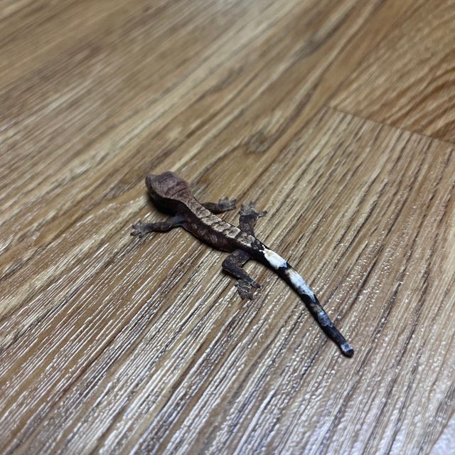 카푸치노