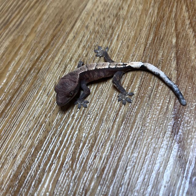 세이블