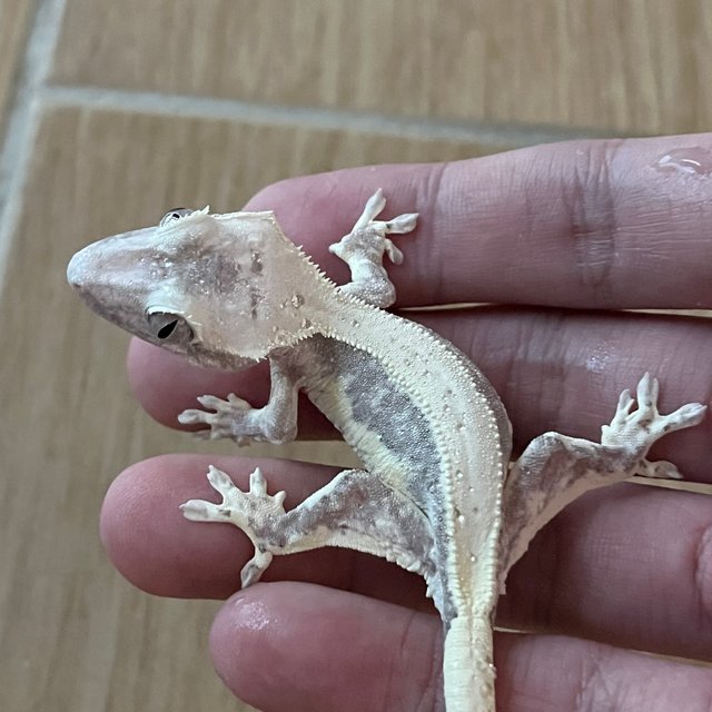 Lilly Axanthic