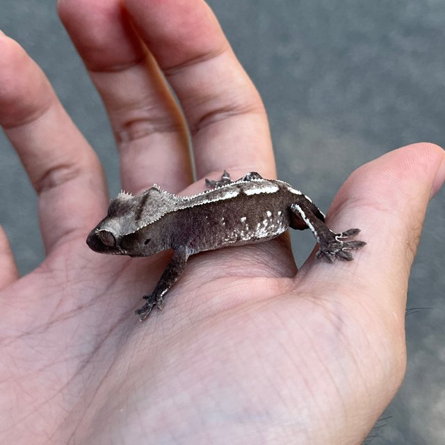 White Spot Axanthic
