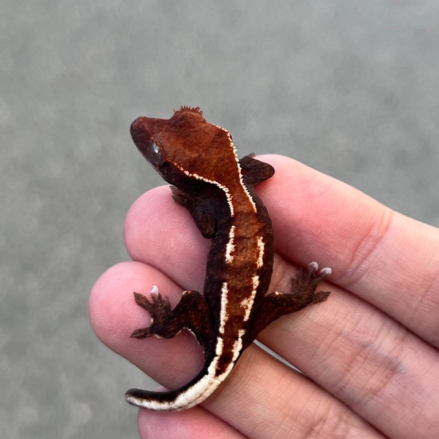 Cappuccino Pied