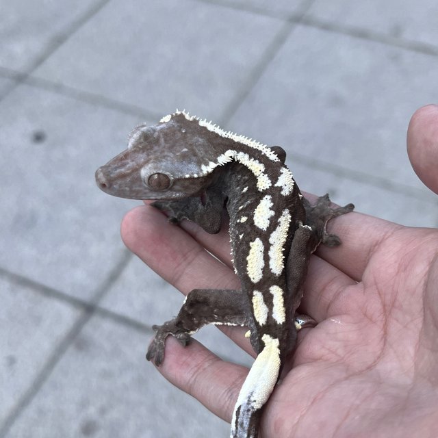 Axanthic Sable