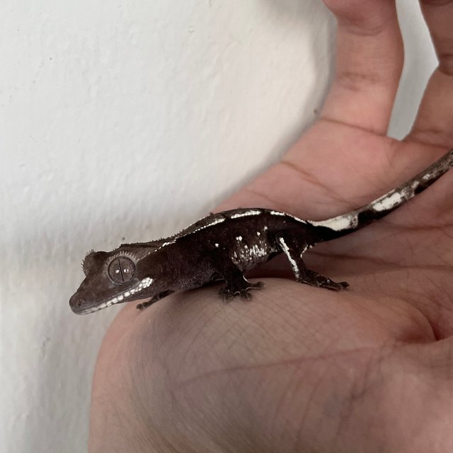 Axanthic White Spot
