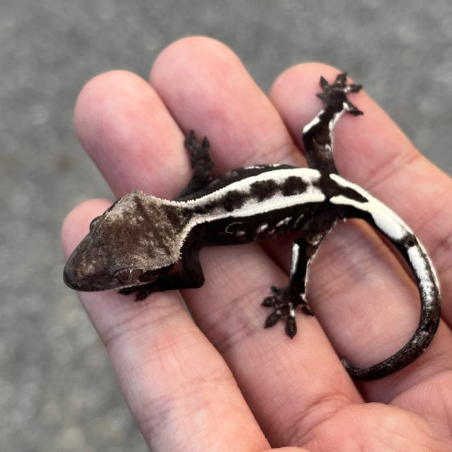 Sable Axanthic
