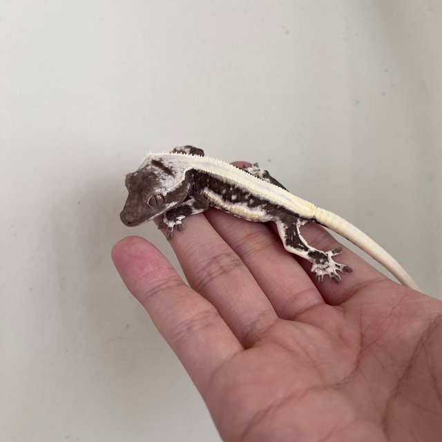 릴잔틱 솔리드백 드리피