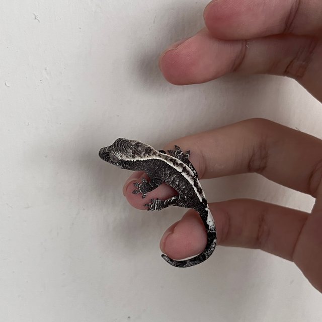 카푸치노 아잔틱 화이트스팟