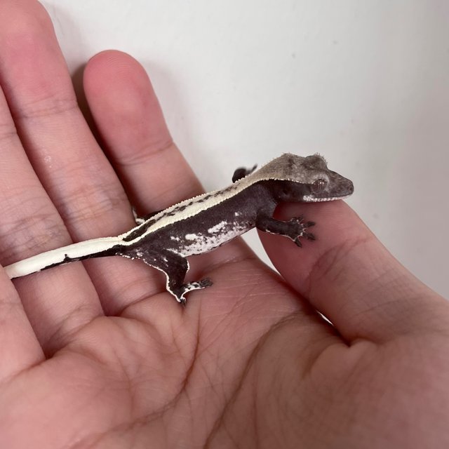 Axanthic White Spot