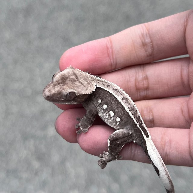 Axanthic White Spot