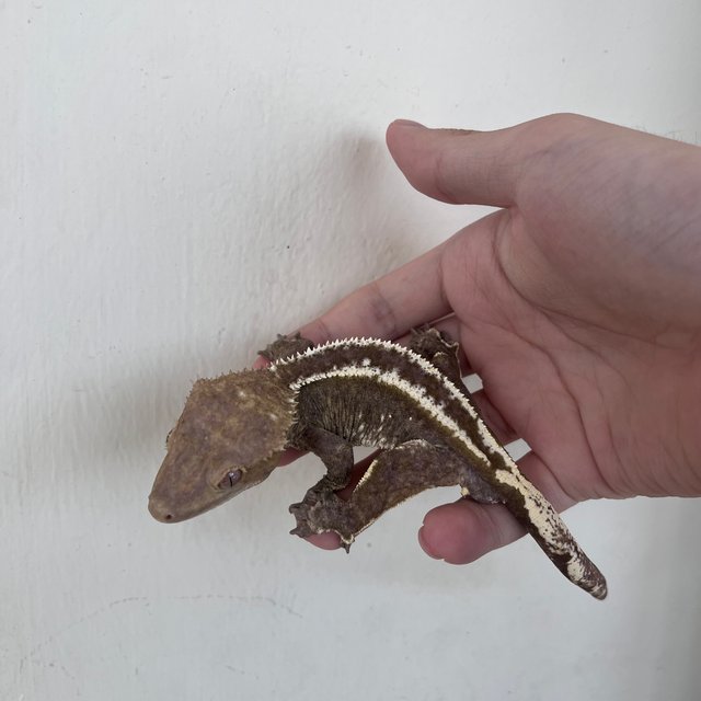 아잔틱 화이트핀