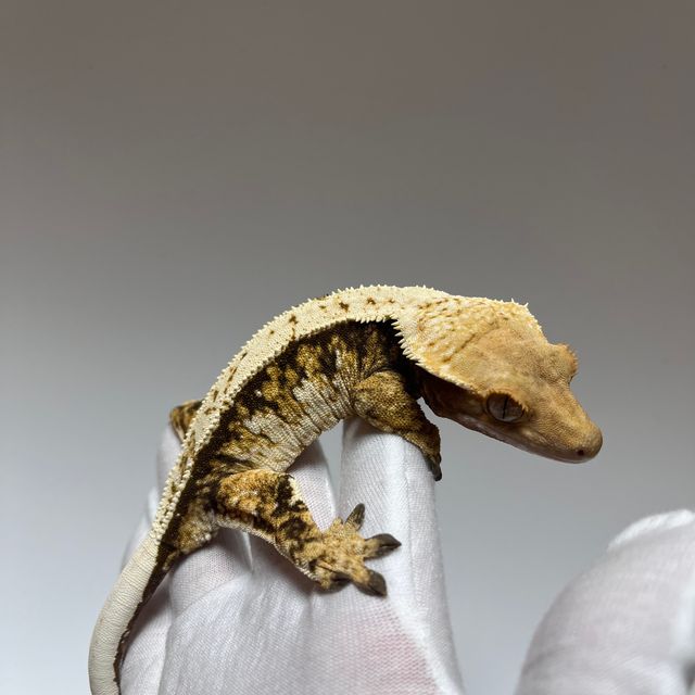 Tri Extreme Harlequin White Spot