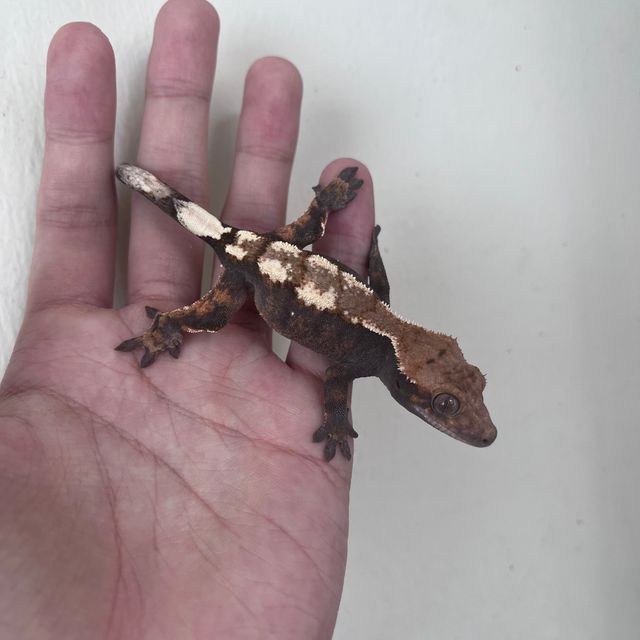 세이블 다크