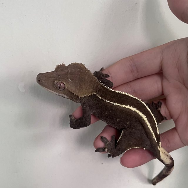 Full Pinstripe Axanthic
