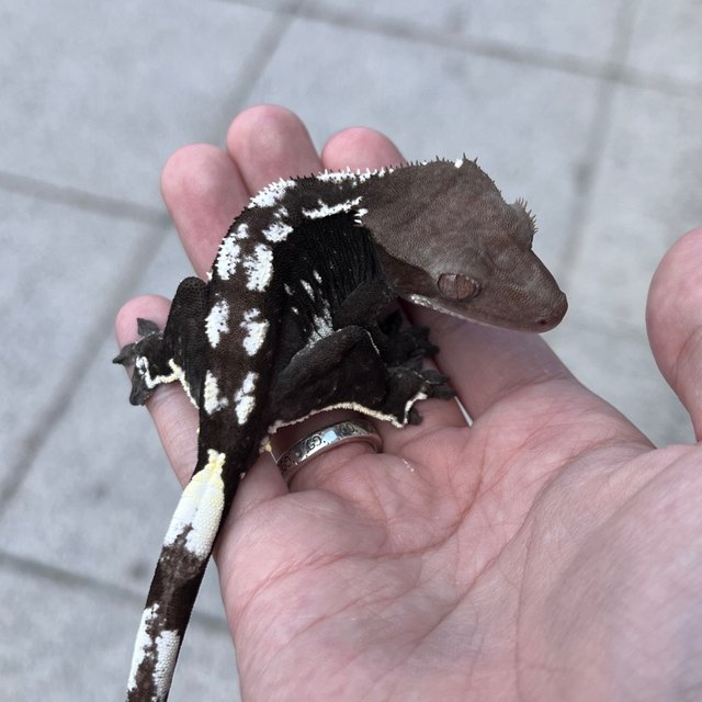 Sable Axanthic