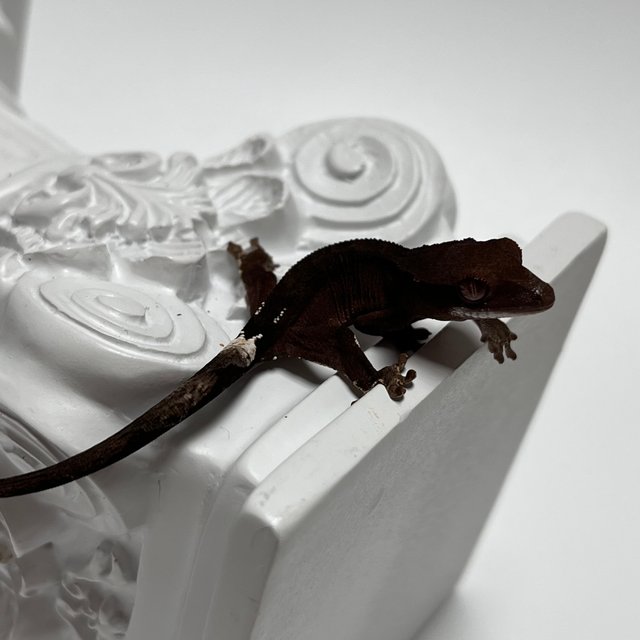 챠콜 팬텀 카푸치노