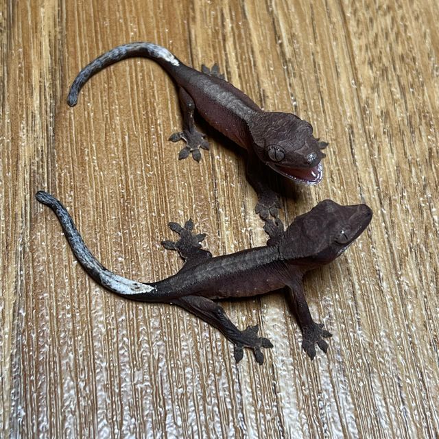 알티 챠콜