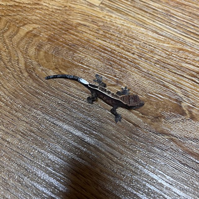 카푸치노 풀핀 다크