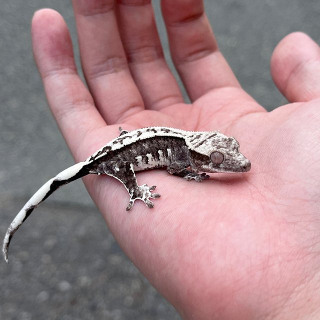 White Spot Axanthic