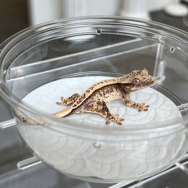 100% Het Axanthic White Spot