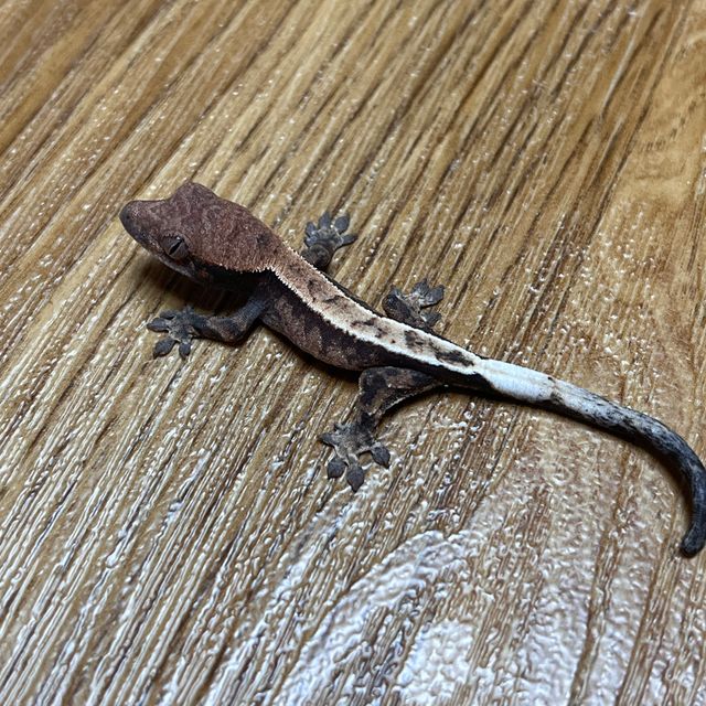 세이블