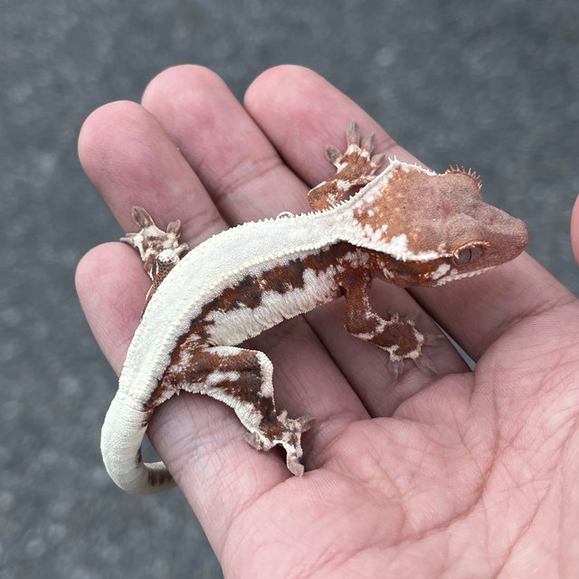 100% Het Axanthic LW Sable Tangerine