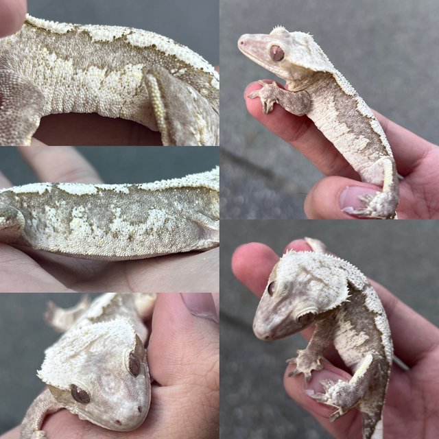 Axanthic White