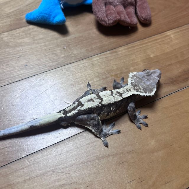 트라이 세이블