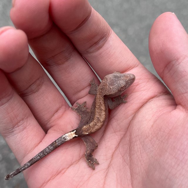Hypo Cappuccino