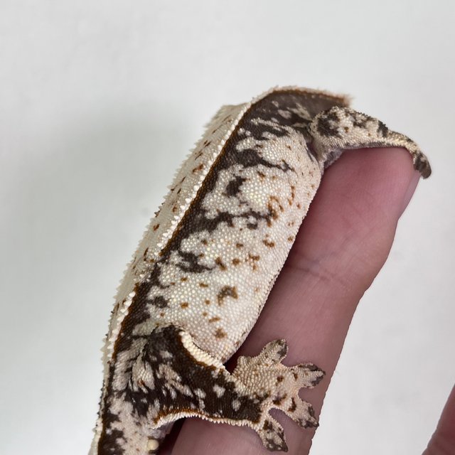 100% Het Axanthic White Spot