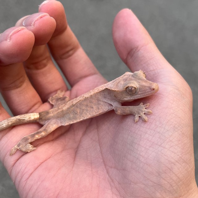 Hypo Cappuccino